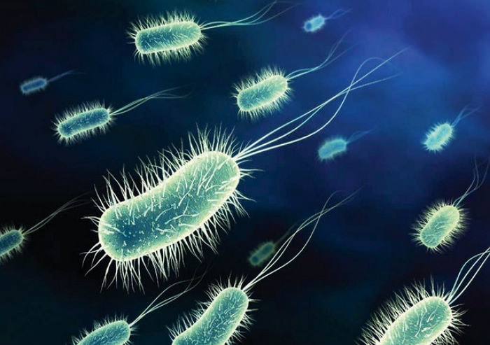 Бактерии для канализации